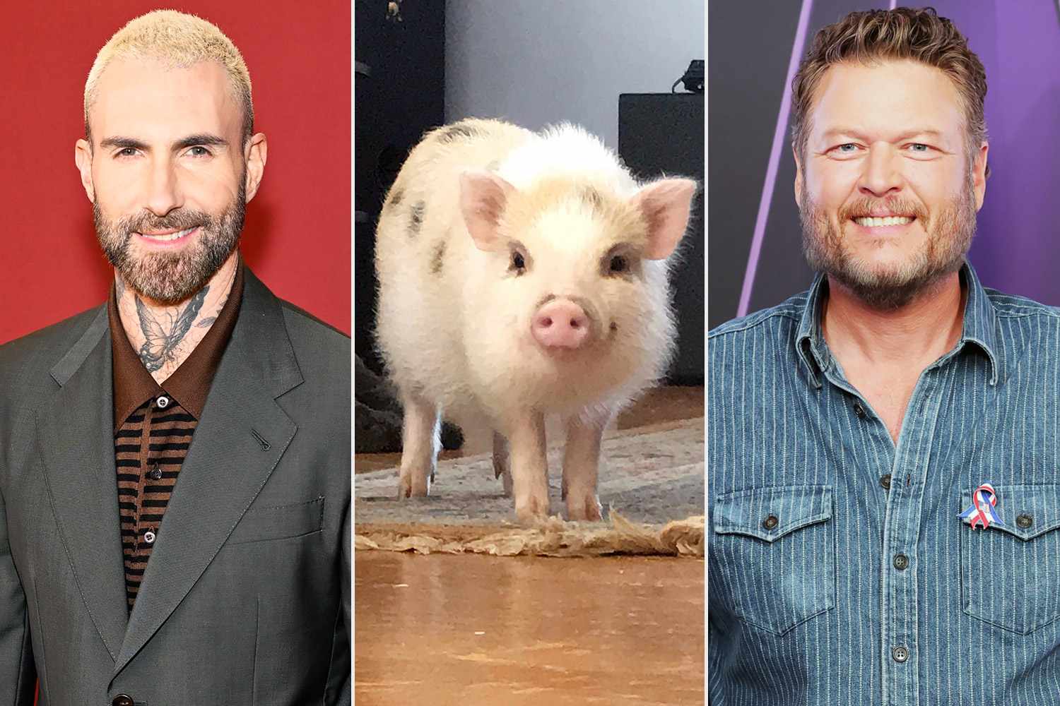 Adam Levine says former “Voice” co-judge Blake Shelton as soon as pranked him into shopping for a $5,000 ‘teacup pig’